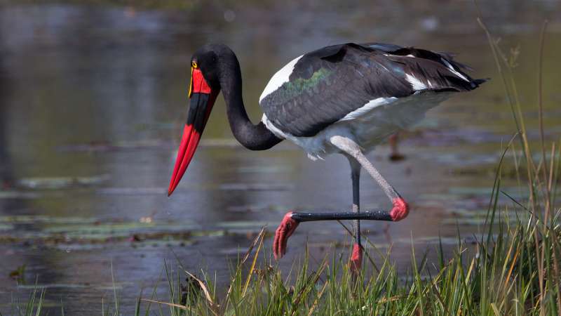 Saddle-billed stork in South Luangwa