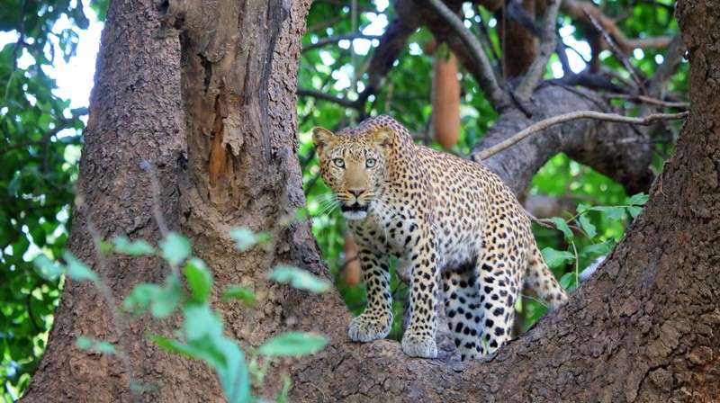 Leopard in tree south luangwa national park