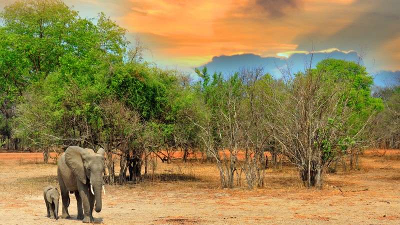 South luangwa elephant and baby