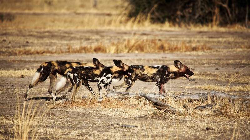 Wild dogs in south luangwa national park