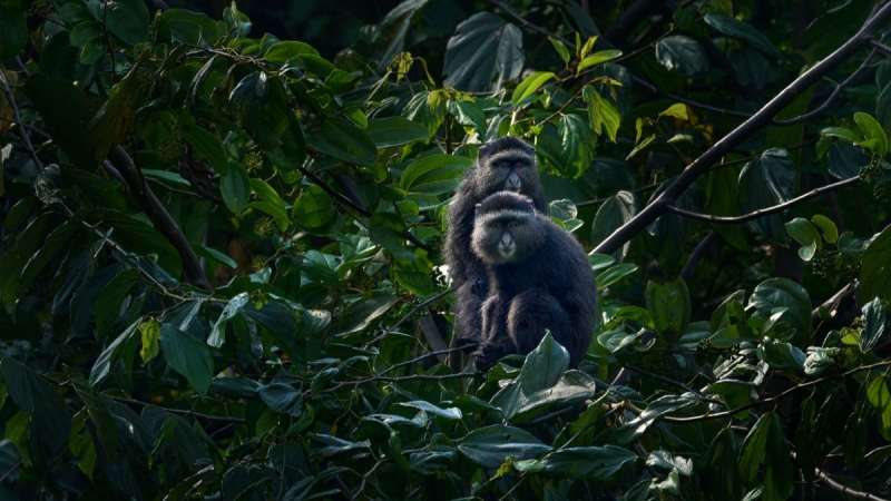 Blue diademed monkeys bwindi