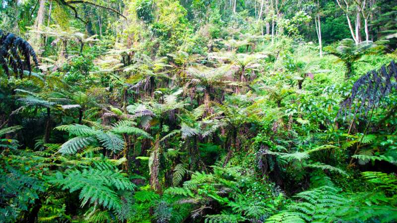 Bwindi impenetrable forest vegetation