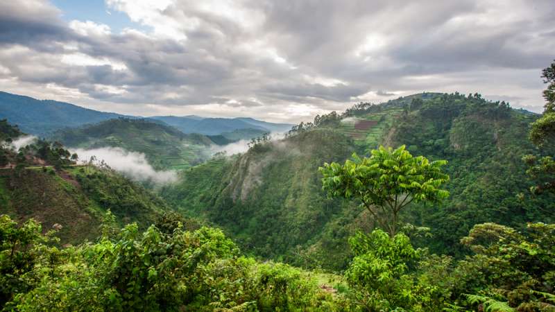 Bwindi impenetrable national park