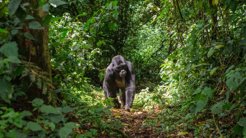 Gorilla in bwindi impenetrable forest