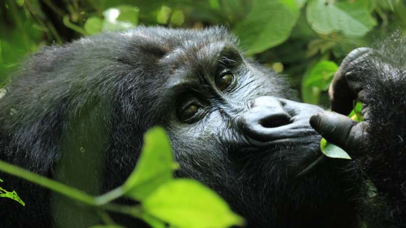 Mountain gorilla in bwindi uganda