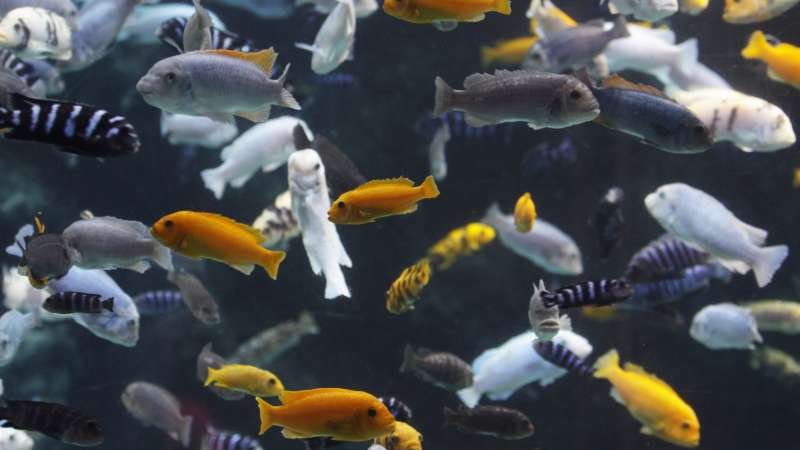Lake malawi fish species