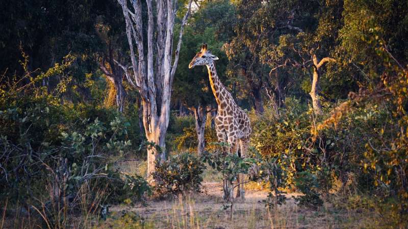 South luangwa safari