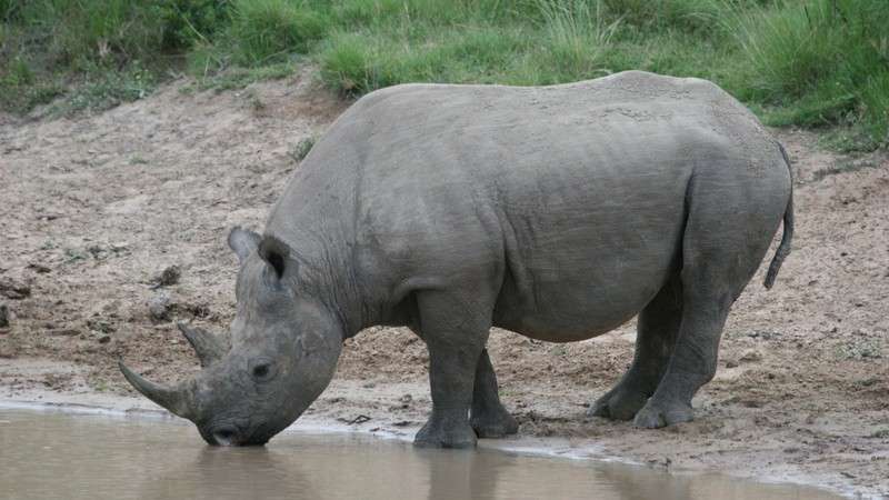 Addo black rhino drinking