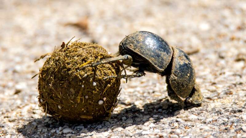 Dung beetle hard at work in addo
