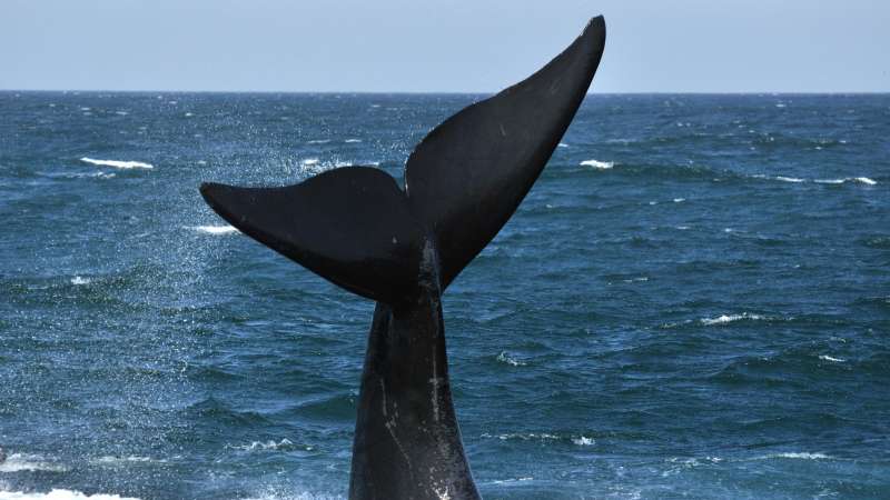Whale sighting greater addo