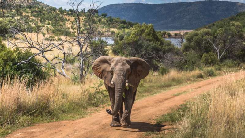 Elephant walking in pilanesberg road