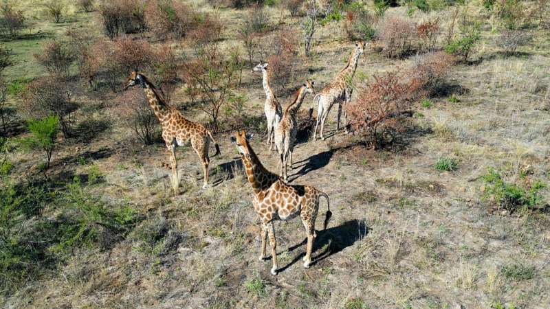 Giraffe in pilanesberg national park