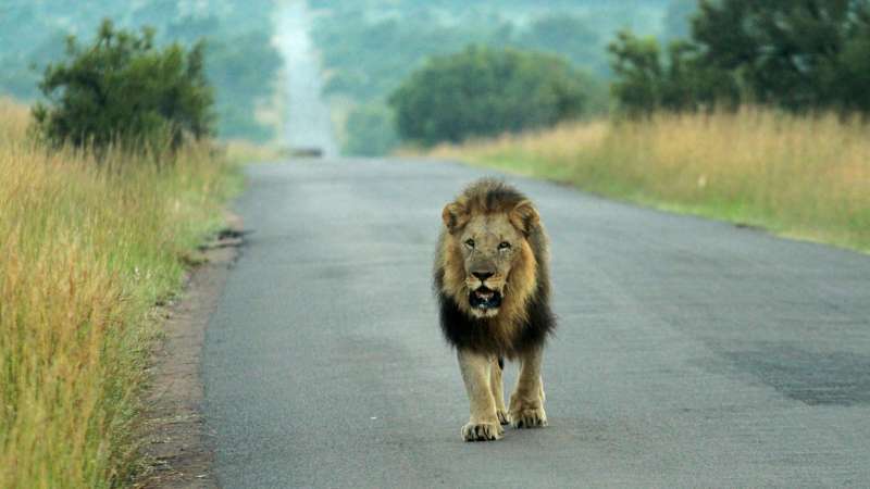 Male lion in pilanesberg national park