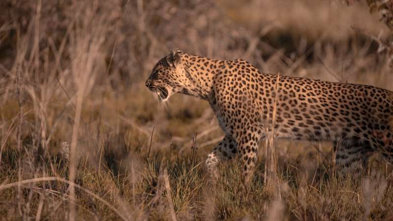 Pilanesberg national park leopard