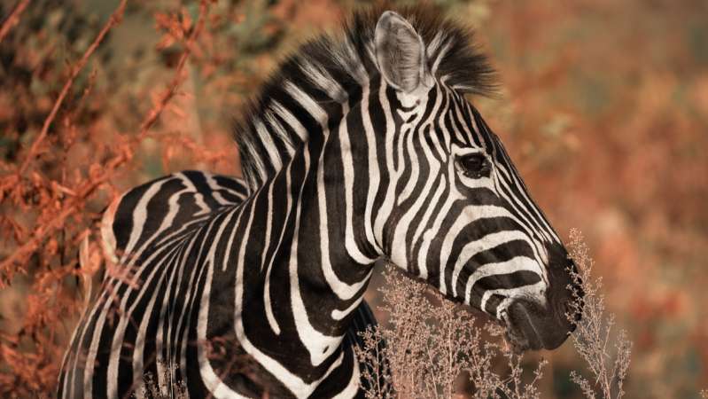 Zebra pilanesberg national park