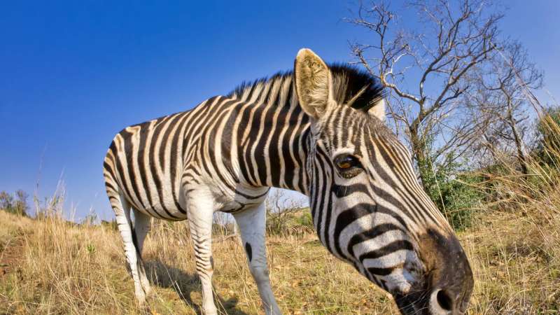 Zebra Khama Rhino Sanctuary