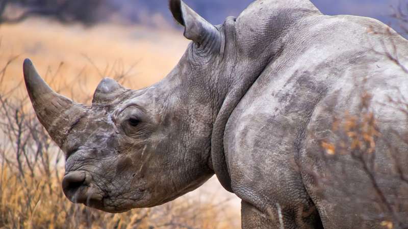 Rhino safari Botswana