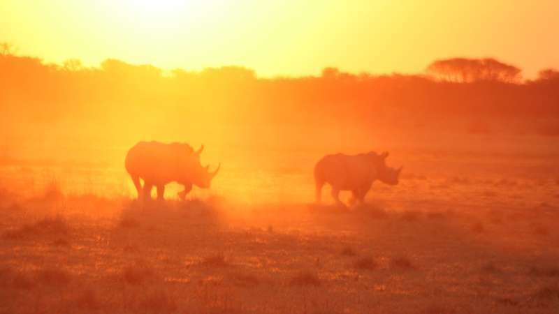 Khama rhino sunset