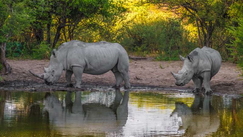 Rhino at khama rhino sanctuary