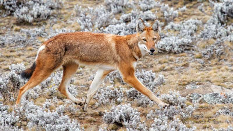 Ethiopian wolf in simien mountains