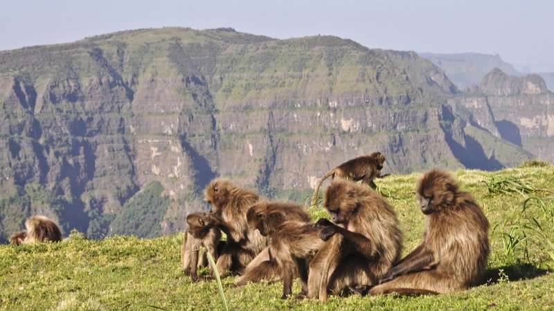 Gelada baboons simien mountains in ethiopia