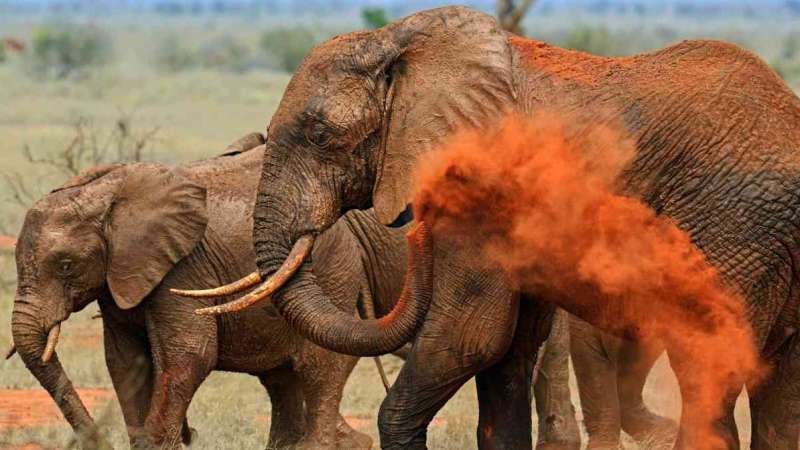 Tsavos famous red elephants