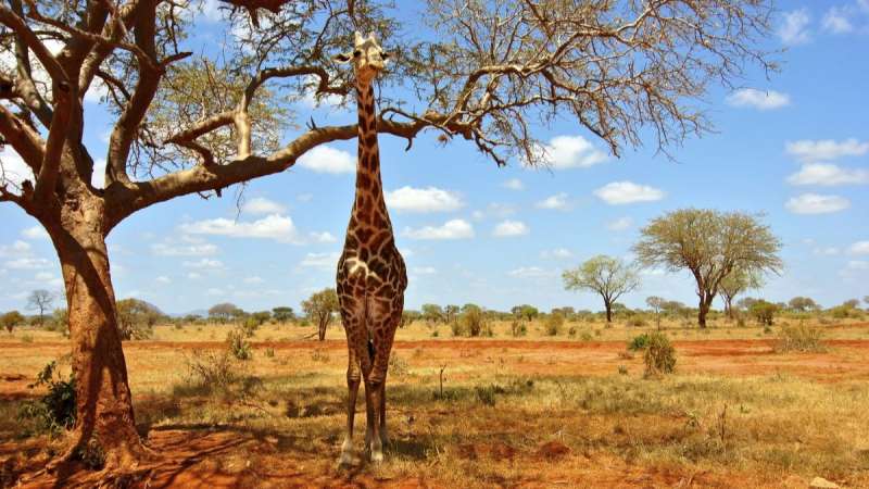 Giraffe in the shade Tsavo