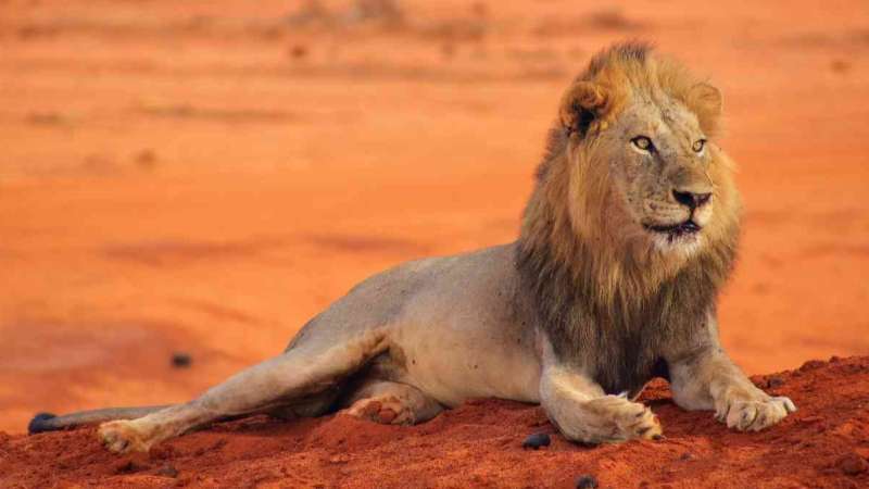 Man eating lions of Tsavo