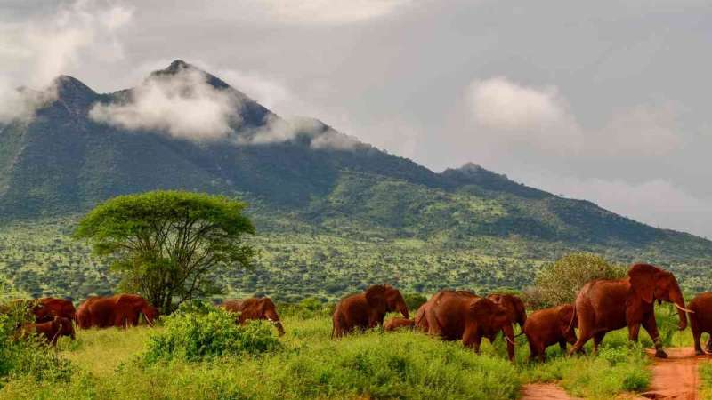 Red elephants of Tsavo