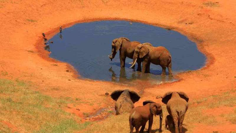 Tsavo Big 5 elephants