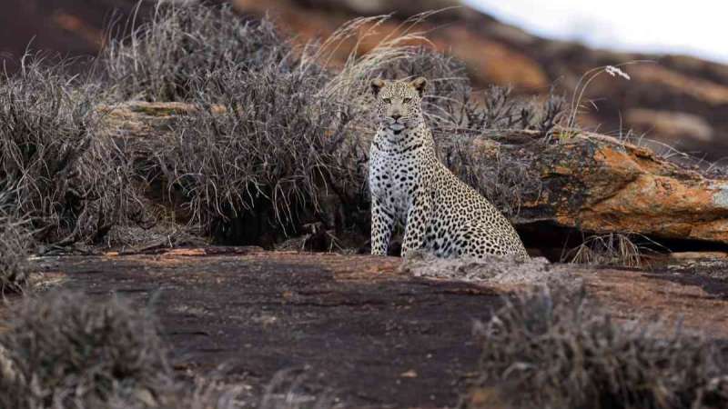 Tsavo leopard