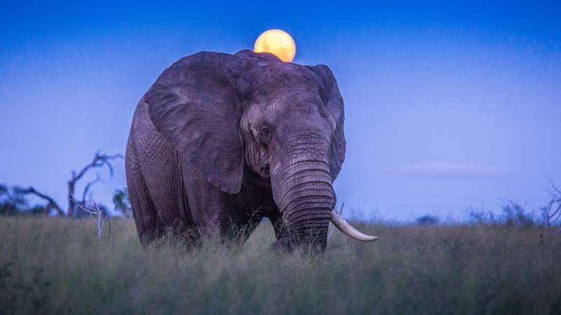 Elephant at dusk in hlane royal national park