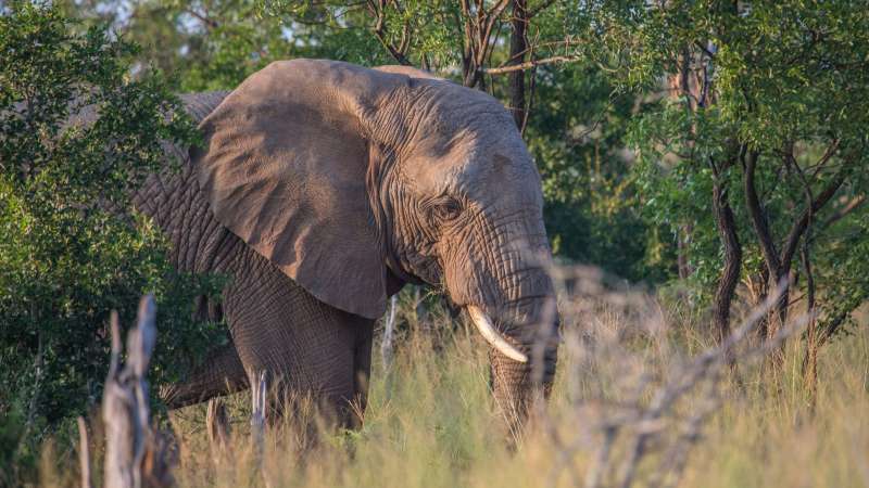 Hlane elephant
