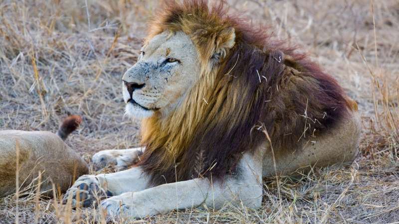 Lions of hlane