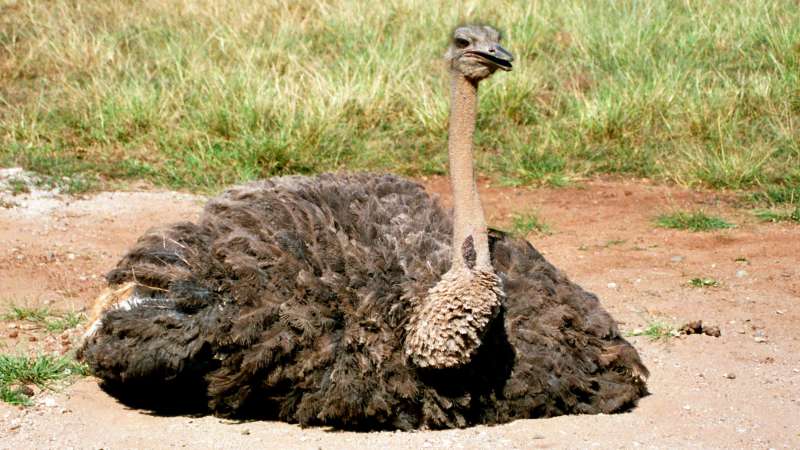 Ostrich at hlane royal national park