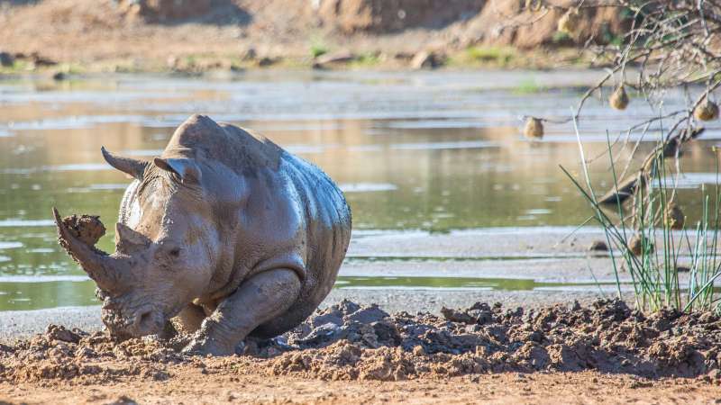 Rhino having a mud bath in hlane