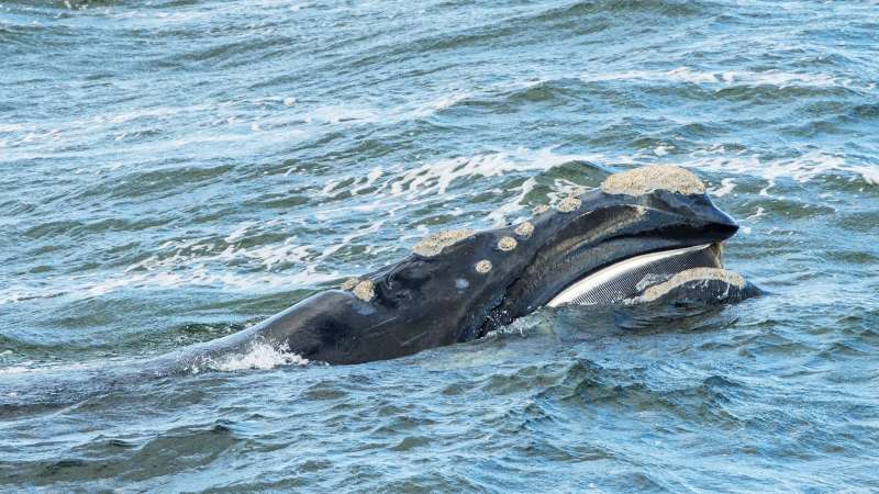 Curious southern right whale
