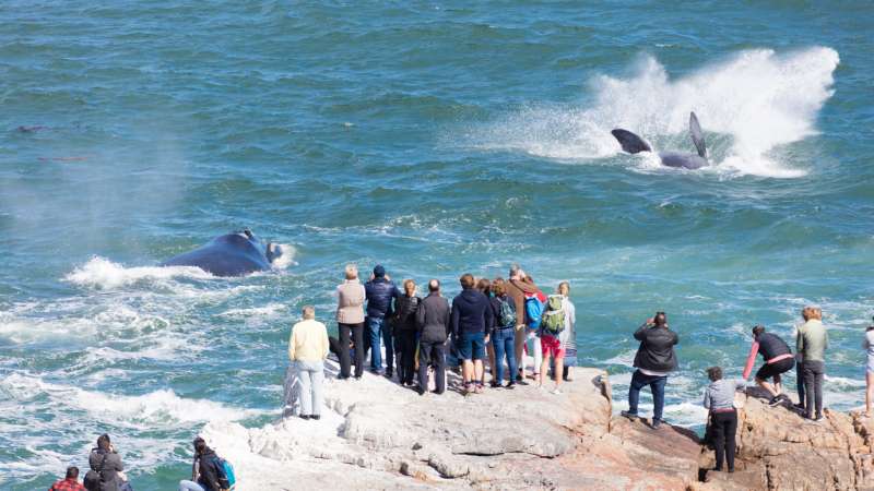 Some of teh best land-based whale watching in Hermanus on the whale route South Africa