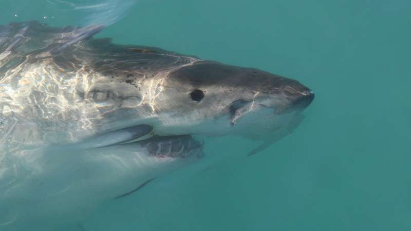 Great white shark on the whale route in gansbaai