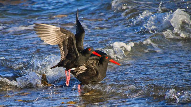 Oyster catchers in walker bay on the Cape Whale Route