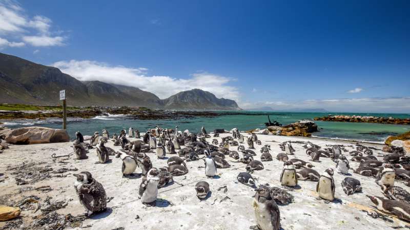 Wildlife on the Whale Route African Penguins in Bettys Bay