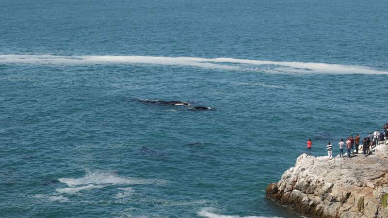 Land based whale watching hermanus