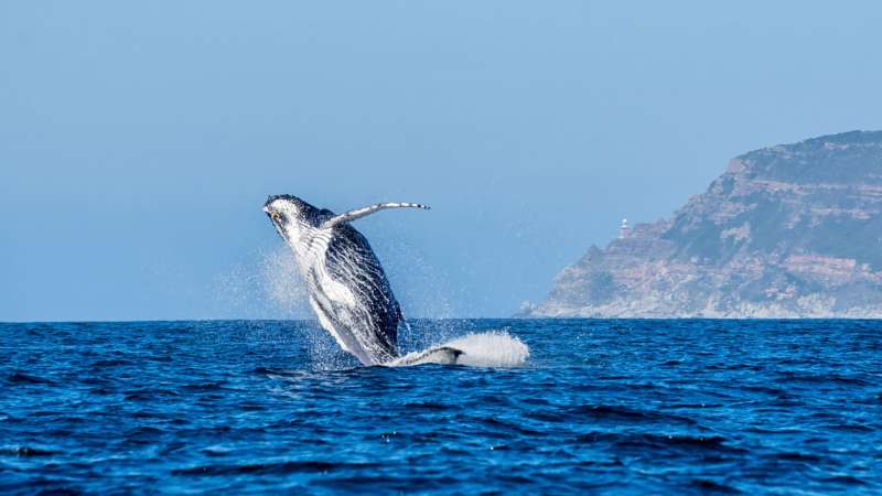 Whale breaching