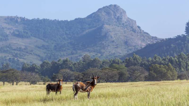 Mlilwane blesbok