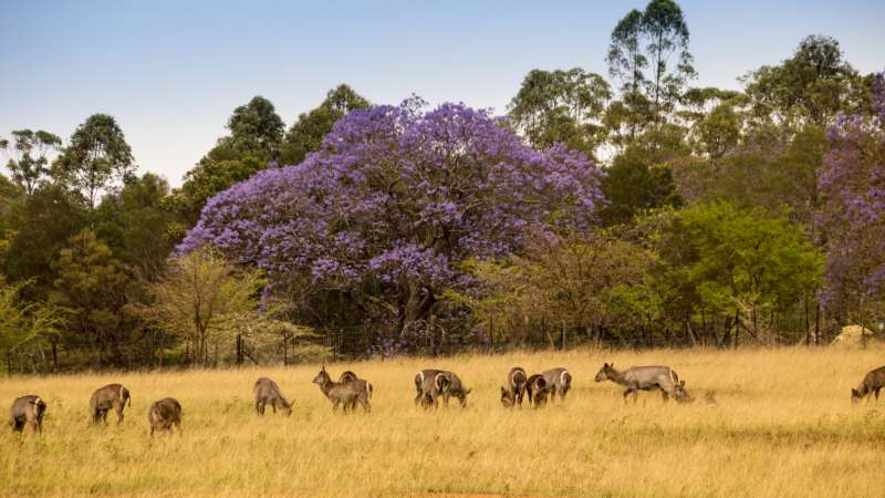Waterbuck Mlilwane
