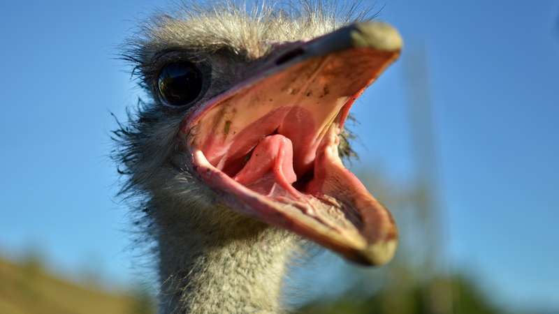 Ostrich oudtshoorn garden route
