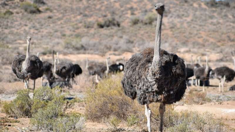 Oudtshoorn ostriches