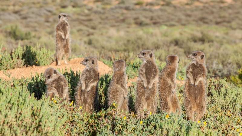 Oudtshoorn south africa meerkat