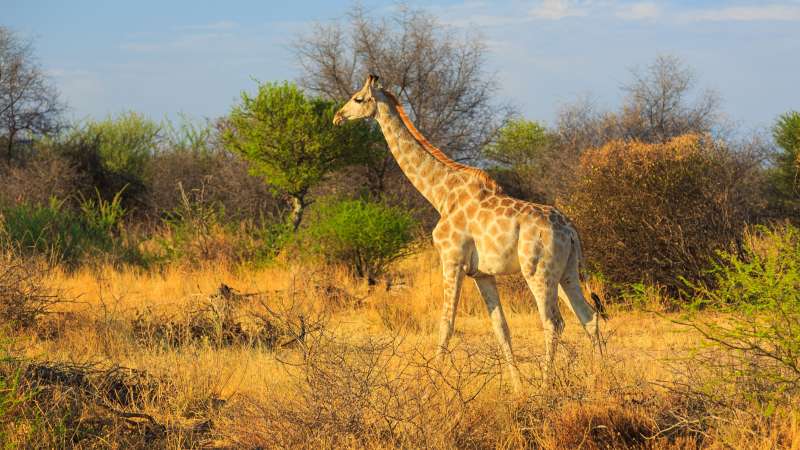 Giraffe waterberg plateau national park