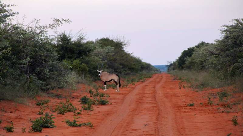 Wildlife Waterberg Plateau Namibia